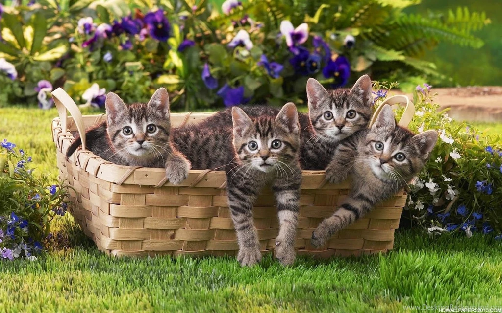 Latest Cats HD New Wallpapers Free Download