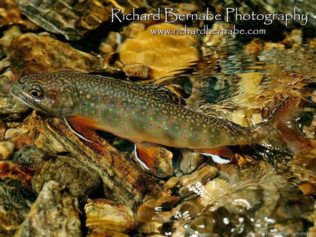 Trout Wallpapers Wallpapers Cave