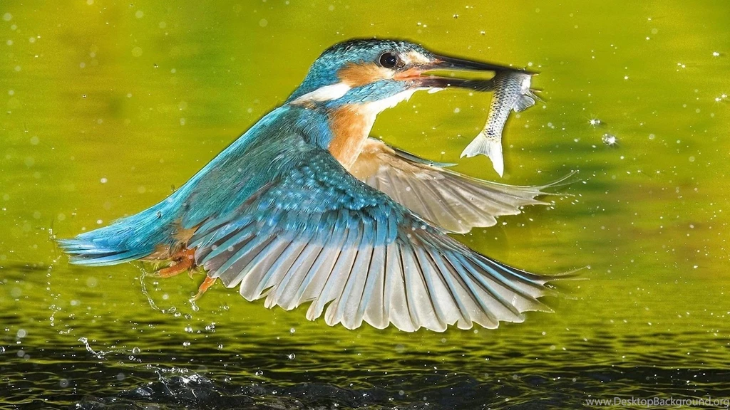 Kingfisher Bird HD Wallpapers