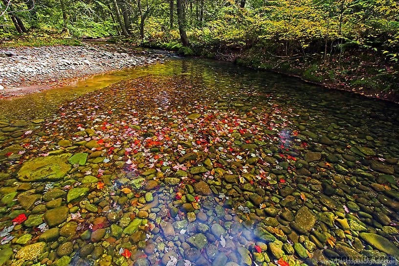 Beautiful Nature Pictures From Trout Streams, Page 16