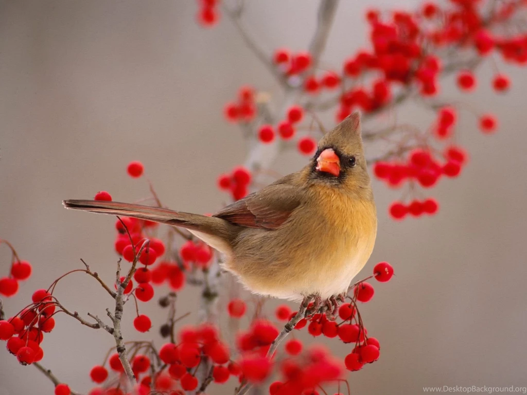 Birds: Cute Tweety Bird Colorful Beautiful Nice HD Wallpapers For ...