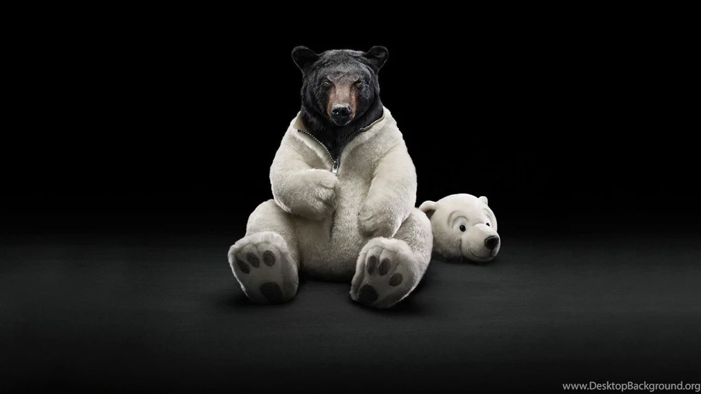 Bear Wearing A Jacket Funny Wallpapers HD Free