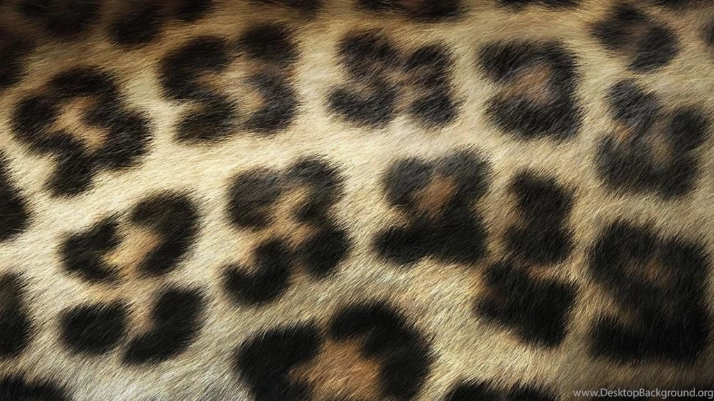 1280x720 Leopard Print Desktop PC And Mac Wallpapers