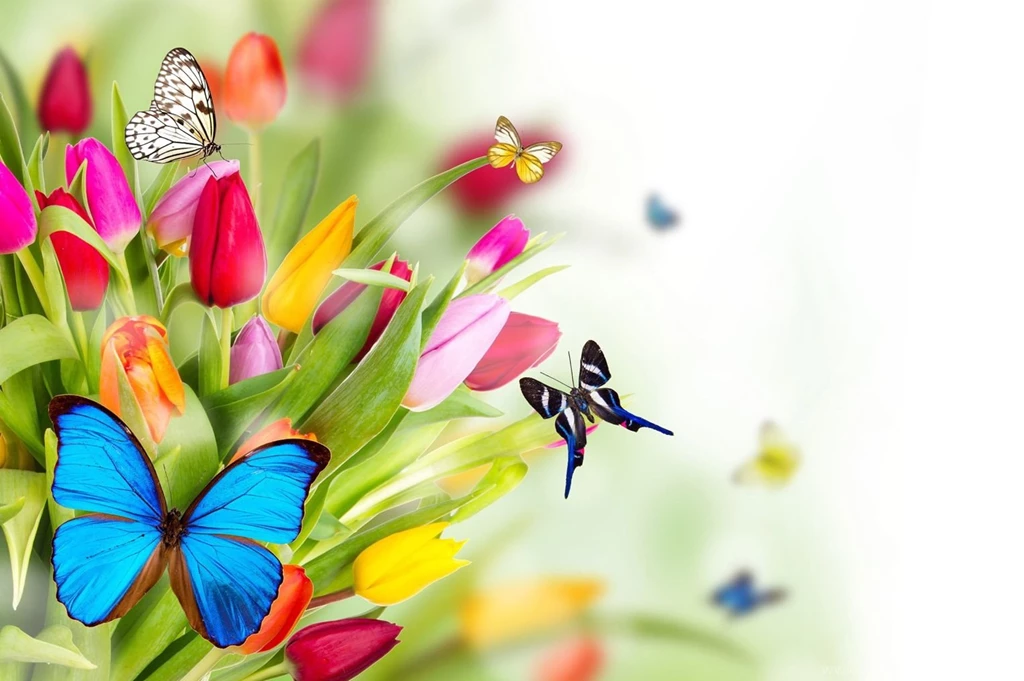 Nature Backgrounds, Hd Wallpapers, Flower Images, Beautiful, Green ...