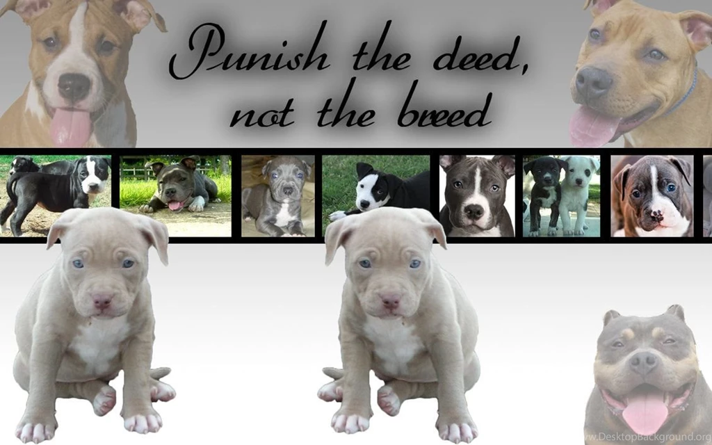 Pitbull Puppy Quotes. QuotesGram