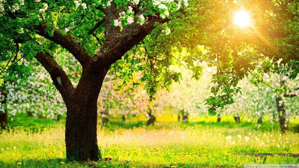 Wallpapers Trees Sunny Spring Day 1920 X 1080 Full Hd   1920 X 1080 ...