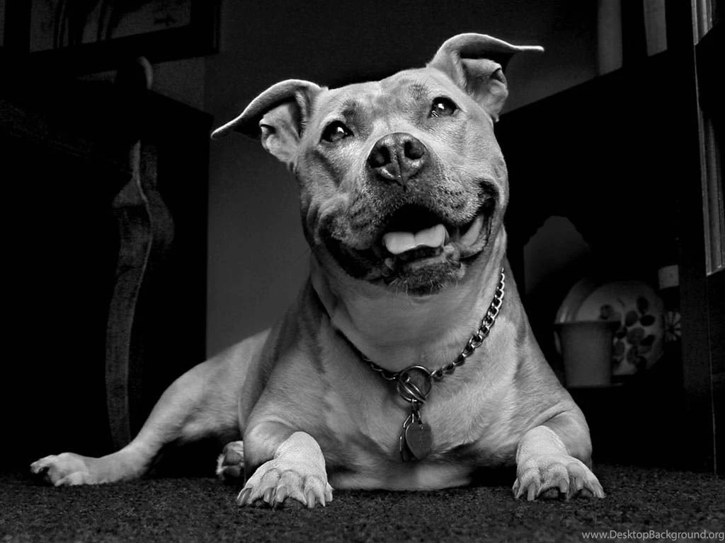 1024x768px Pitbull Dog Wallpapers