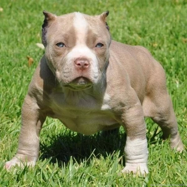 Pit Bull Puppies