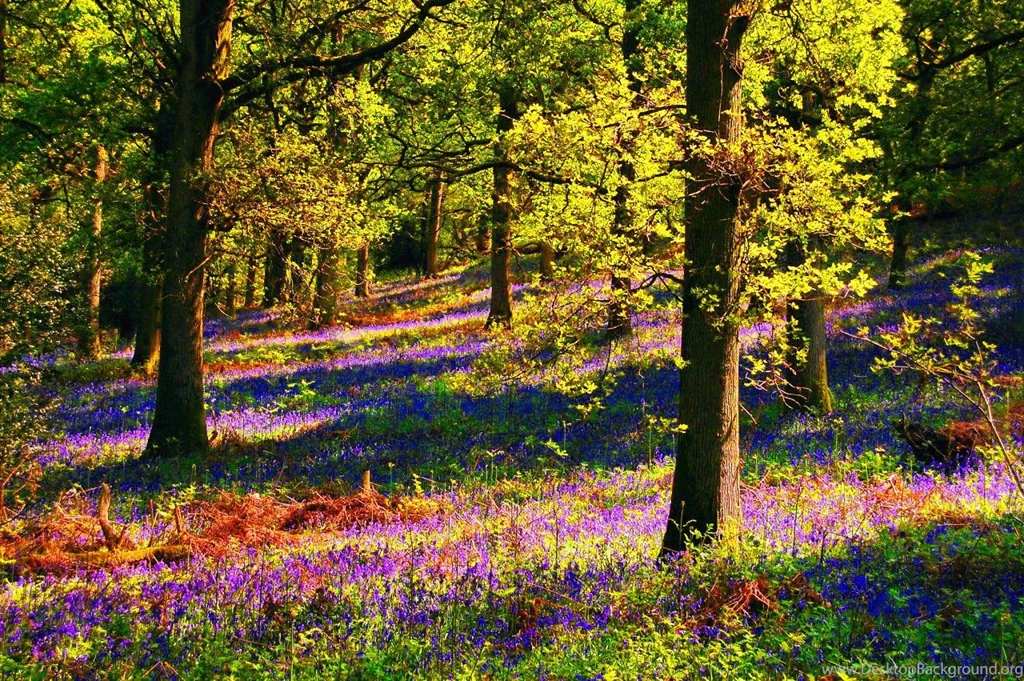 Sunny Forest (