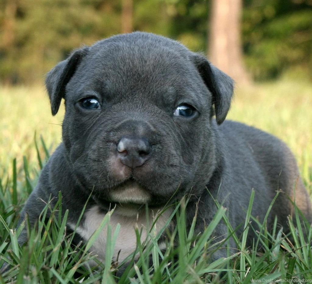 Blue pitbull puppy pics wallpaper.jpg