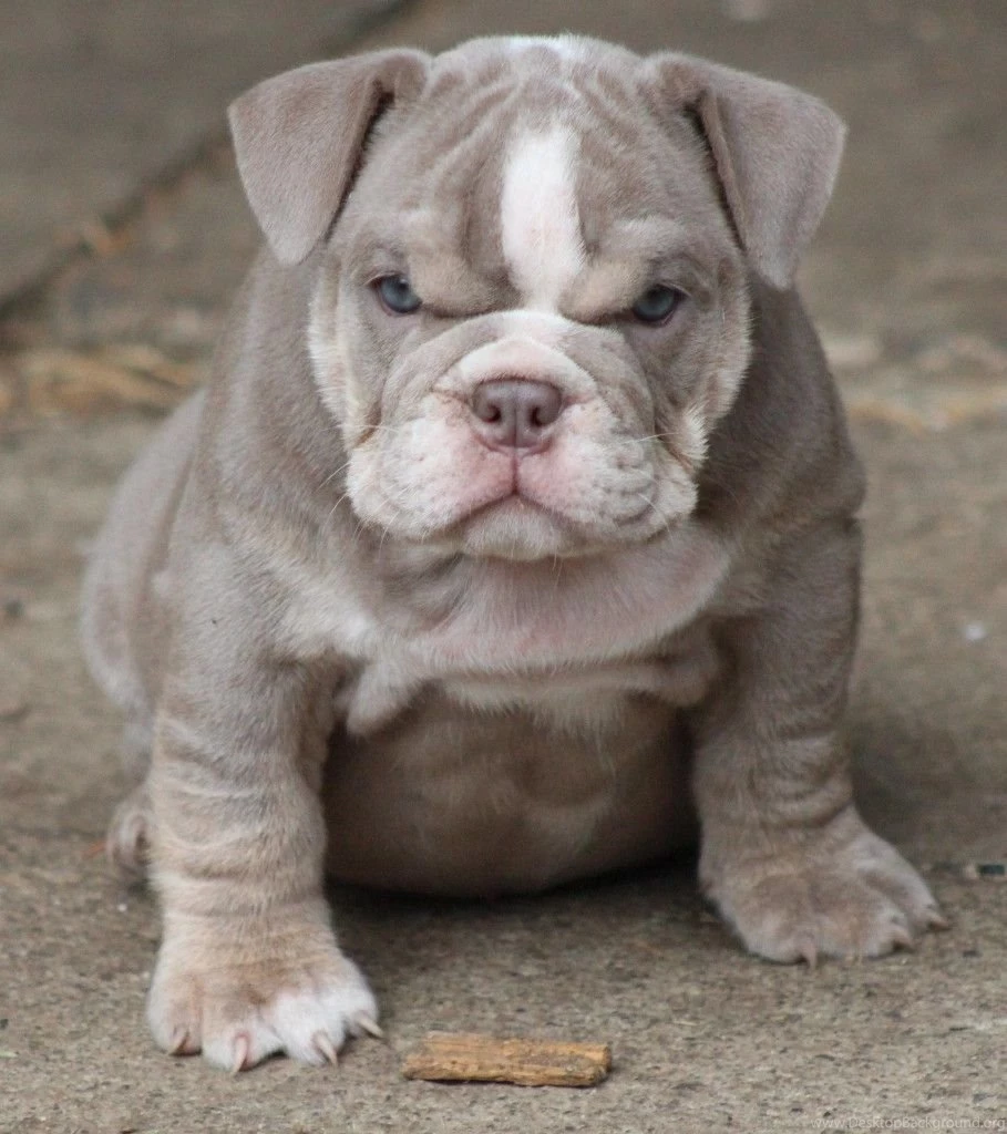 English Bulldog Pitbull Mix   Wallpaper.