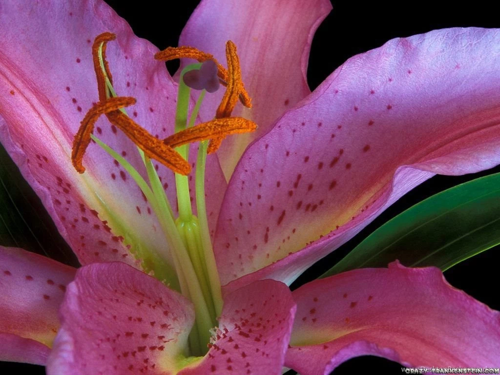 Lily Flower Wallpapers Crazy Frankenstein