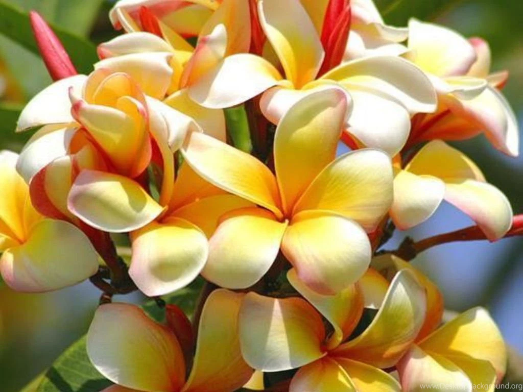 Free Exotic Flowers Wallpapers