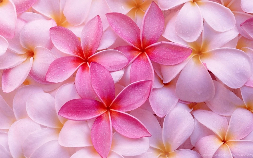 Tropical Flowers Images And Wallpapers Download