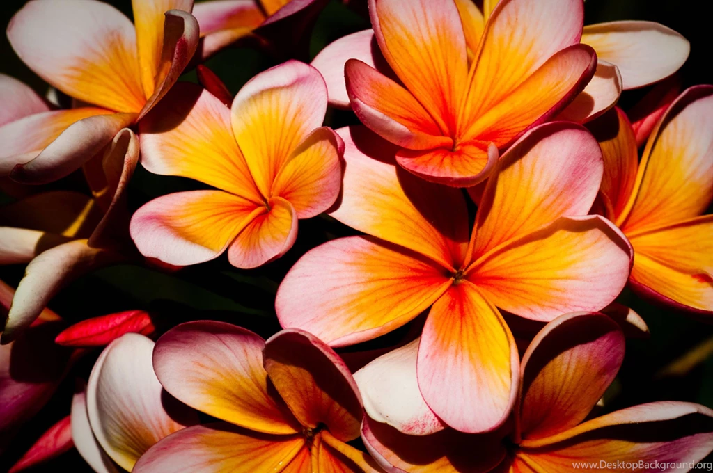 Plumeria Frangipani Tropical Flowers (
