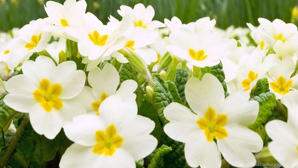 Vintage Flower Images And Wallpapers Download