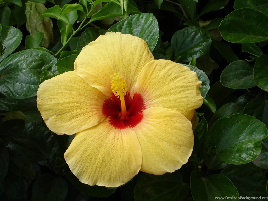 Tropical Flowers Wallpapers