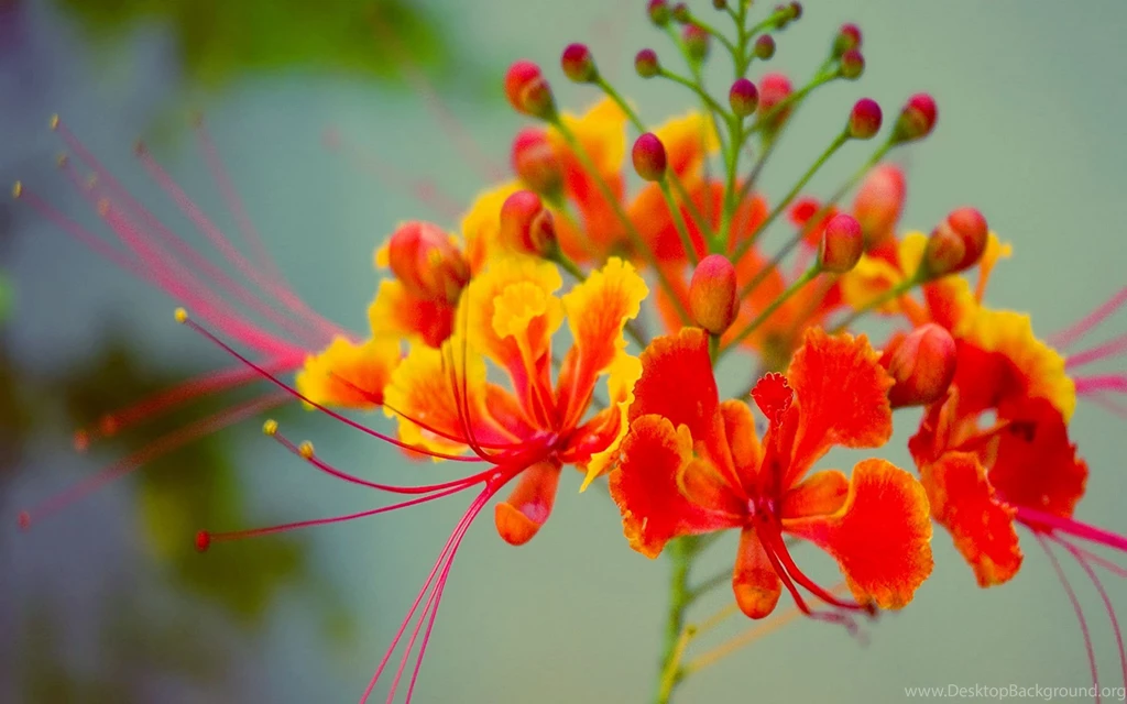 Exotic Flowers Wallpapers