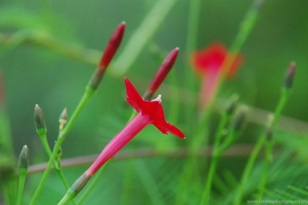My Little Vegetable Garden: Garden Exotic Flower Wallpapers