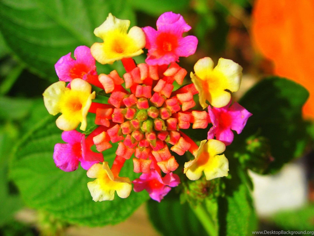 Flower Photos Flower Photos, High Resolution Flowers P