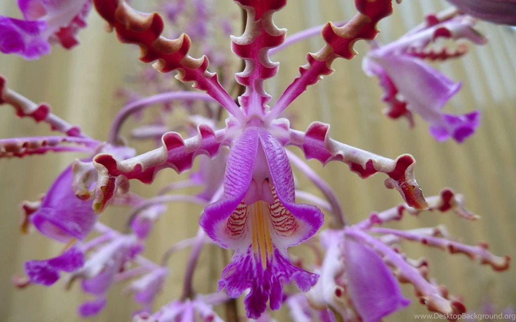 2012 Mother's Day Beautiful Flower Exotic Beauty Wallpapers HD ...