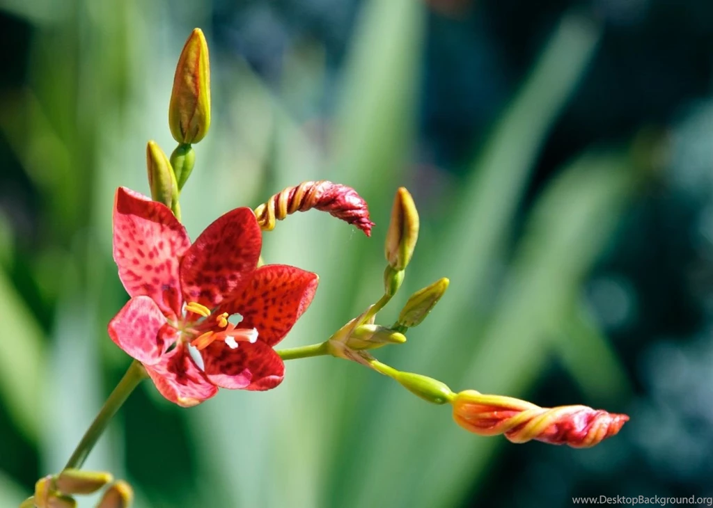 Download Images Of Flowers Download