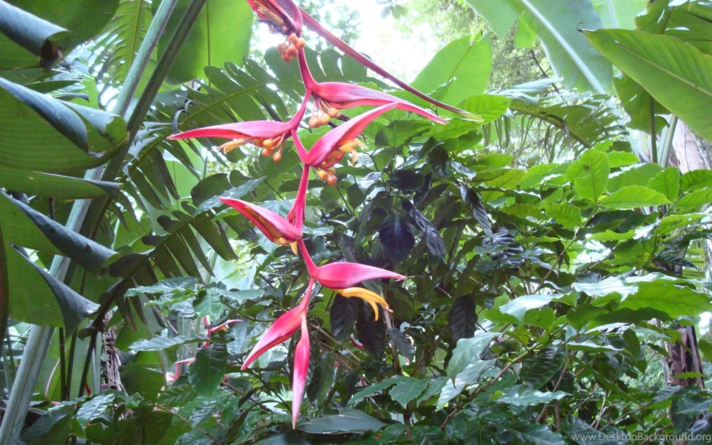 Tropical flowers_dsc01721.jpg