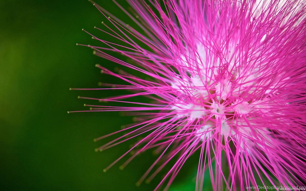 Pink Exotic Flower
