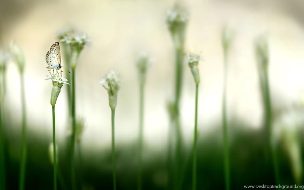 Desktop Wallpapers · Gallery · Computers · Flowers And Butterfly ...