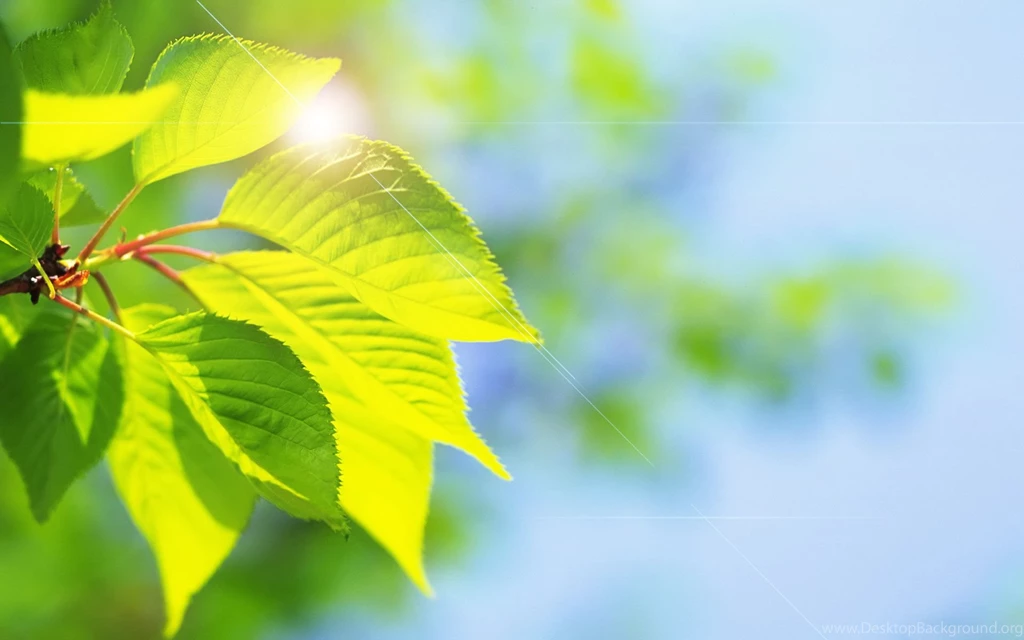 Leaves, Cherry, Desktop, Themes, Wallpaper, Computers (