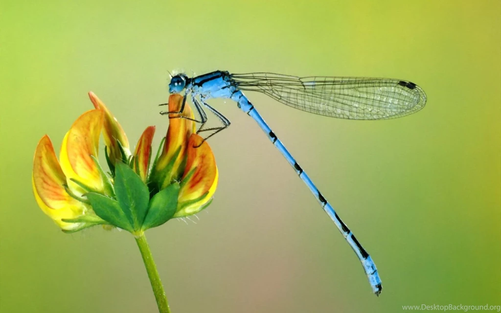 Real Colorful Dragonfly Wallpaper.