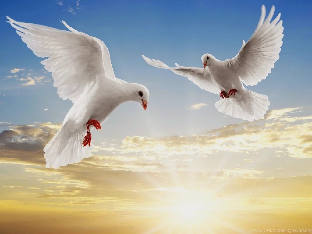 Desktop birds live wallpaper all download.jpg