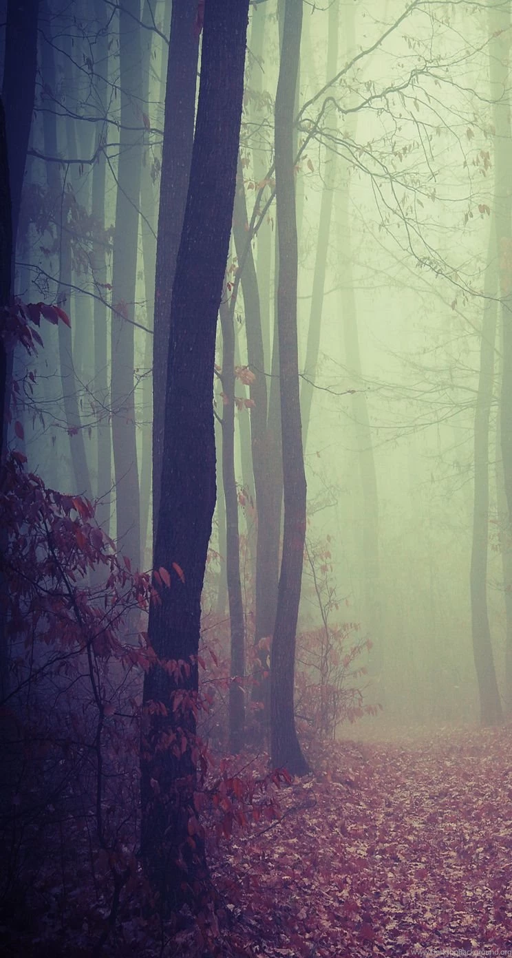 Foggy Woods iPhone 5 Parallax Wallpapers (744x1392)