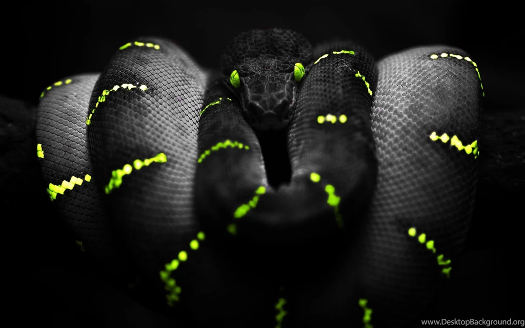 Snake HD Wallpapers
