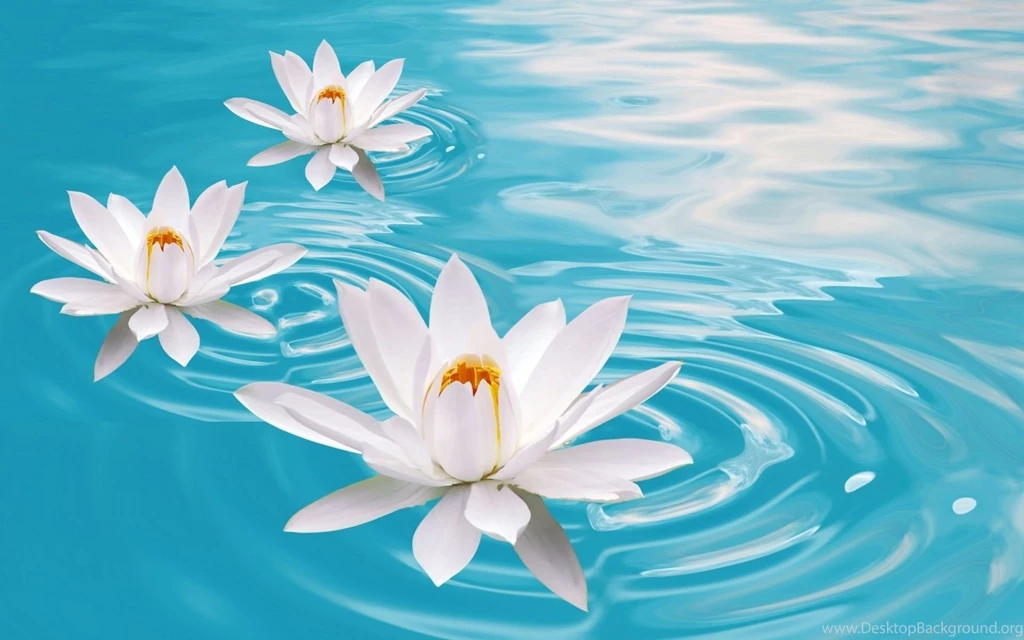 Bokeh Mood Zen Flowers Water Relax Wallpapers