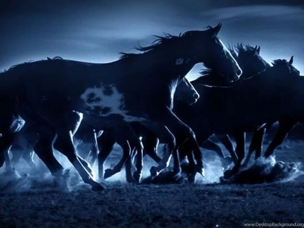 Horses Wallpapers » Blog Archive » Herd Of Dark Horses Wallpapers ...
