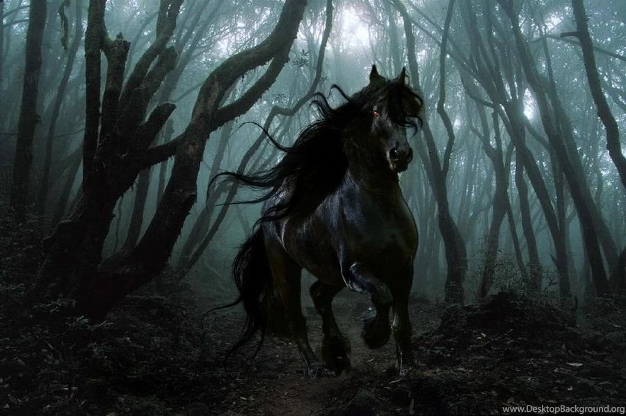 Black Horse By Viefiurka On DeviantArt