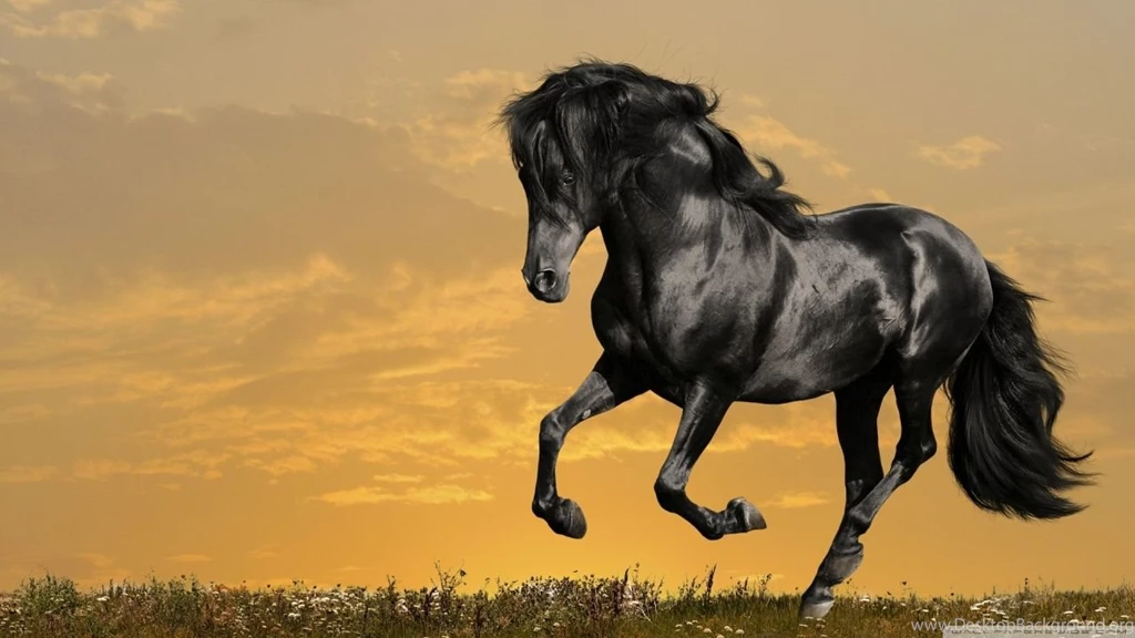 Pictures > Beautiful Black Horse Running