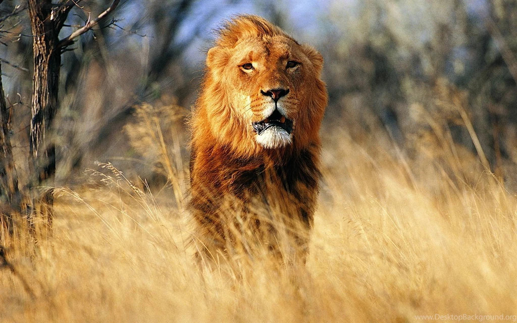 Download Lion Desktop Wallpapers