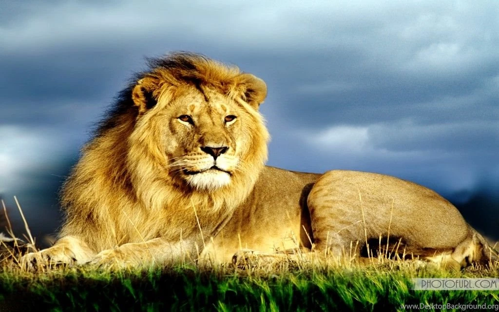 Wallpapers Lion