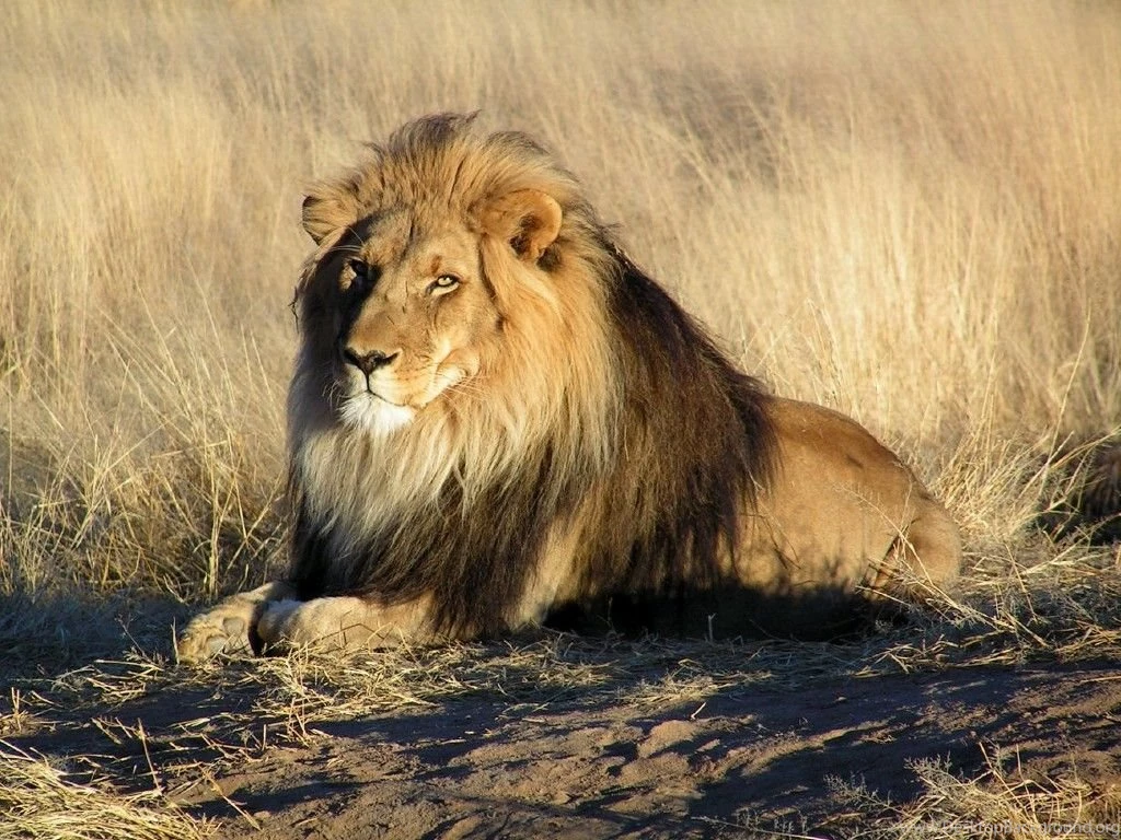 Lion hd wallpaper 242.jpg