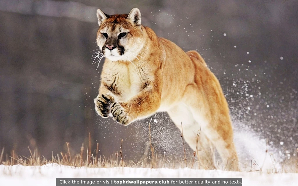 Mountain Lion 4K Or HD Wallpapers For Your PC, Mac Or Mobile Device