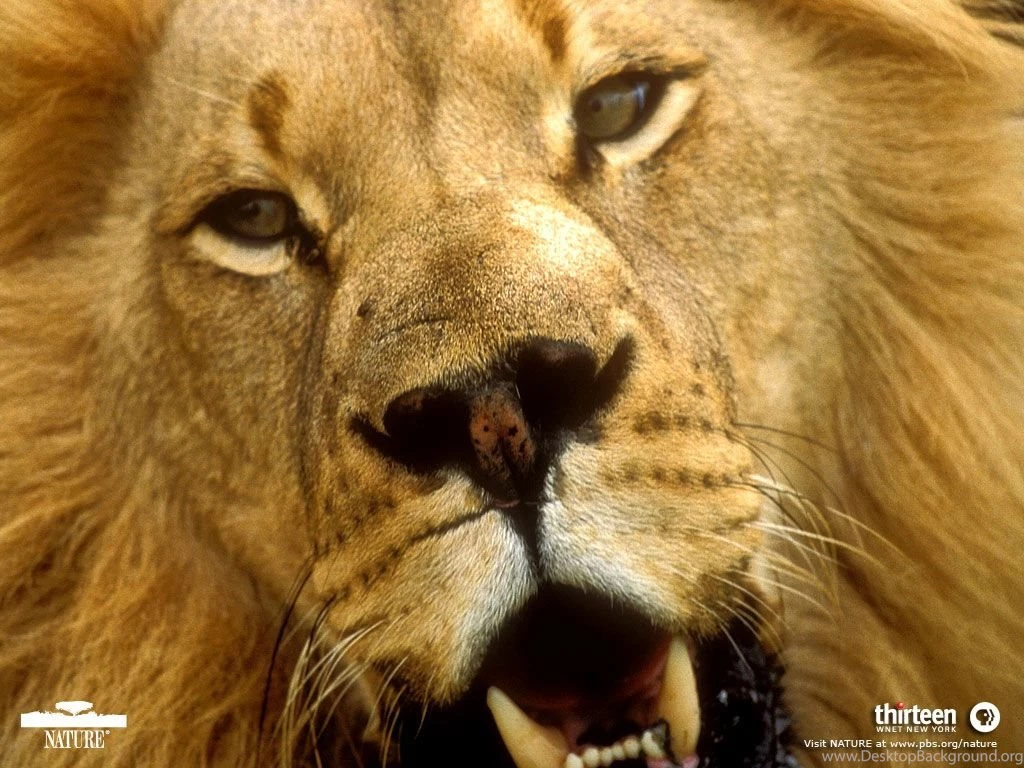 HD Lion Pictures Lions Wallpapers