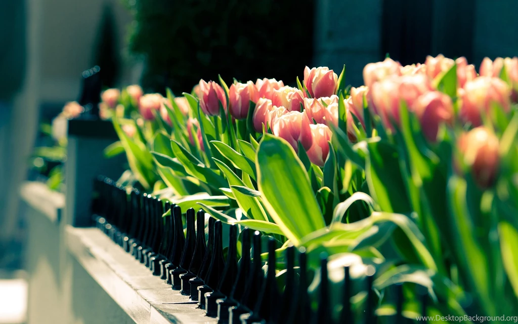 Tulip Flower Desktop Wallpapers