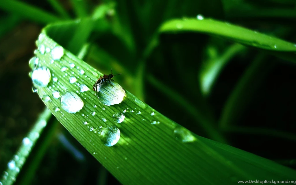 Water Drops HD Images
