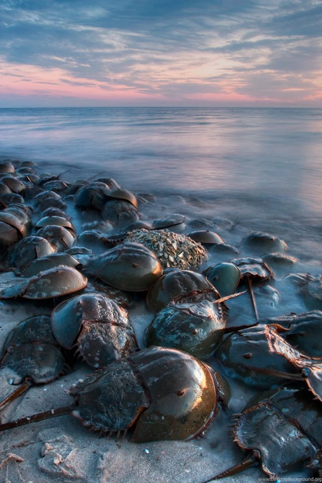 Ipod touch 4g wallpapers 17_New Mobile Wallpaper,iPhone,Android ...