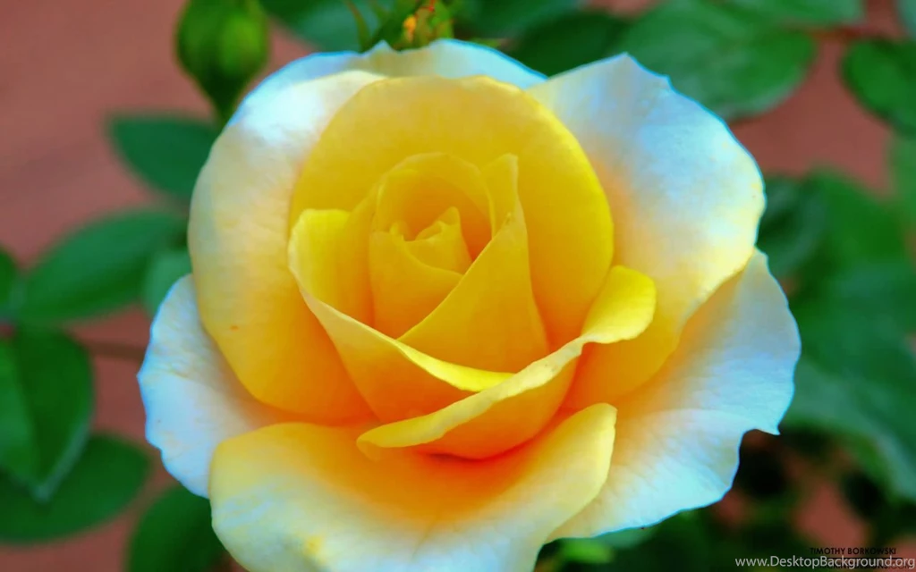 Flower 002 Wallpapers