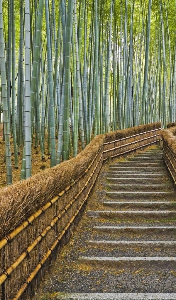 Download Tablet Wallpapers Amazon Kindle Fire Bamboo Forest Wallpapers