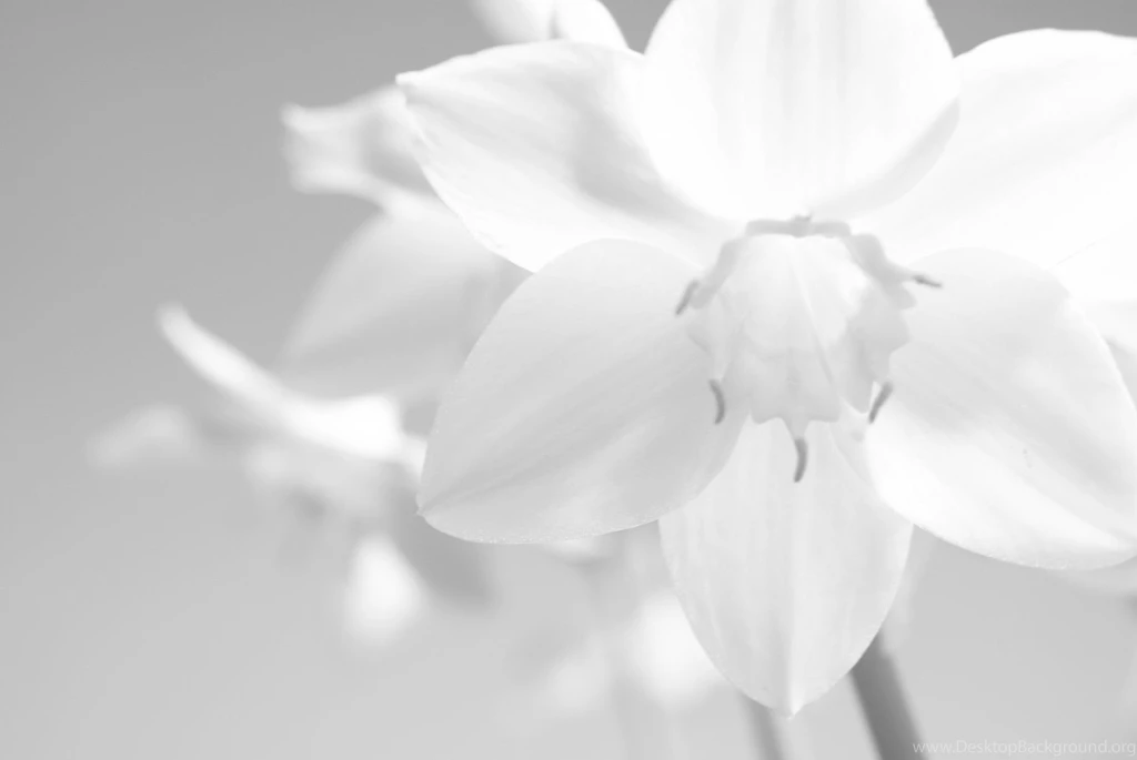 White Color Wallpapers HD Wallpapers Lovely