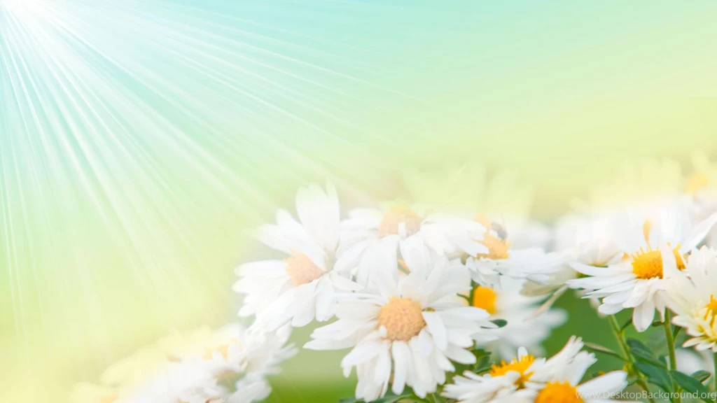 Sun Flower White Color Image